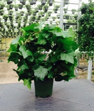 4" Topiary Hoop Ivy